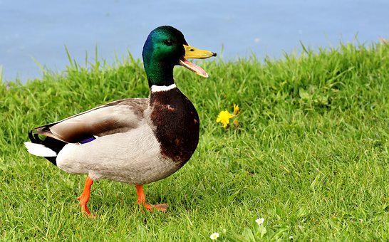 Duck Keeping as Pets and the Cage needed. - goYo Pets | Duck